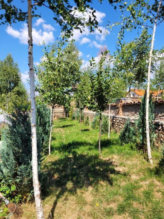 Casa Cu Mesteceni Rîşnov المظهر الخارجي الصورة